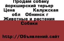 Продам собаку йоркширский терьер › Цена ­ 5 000 - Калужская обл., Обнинск г. Животные и растения » Собаки   